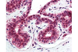 Anti-TNFRSF10A / DR4 antibody IHC of human breast. (TNFRSF10A antibody  (AA 1-20))