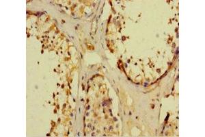 Immunohistochemistry of paraffin-embedded human testis tissue using ABIN7161898 at dilution of 1:100 (NR1I3 antibody  (AA 2-351))