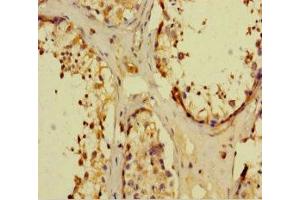 Immunohistochemistry of paraffin-embedded human testis tissue using ABIN7161898 at dilution of 1:100
