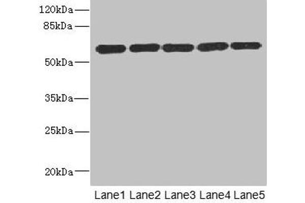 ARHGEF3 antibody  (AA 287-526)