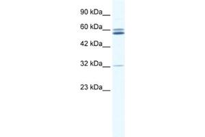 Western Blotting (WB) image for anti-Zinc Finger Protein 491 (ZNF491) antibody (ABIN2461306) (ZNF491 antibody)