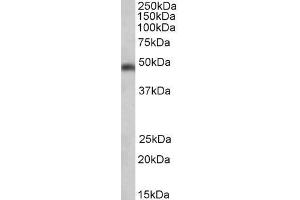 ABIN184559 (0. (SEC61A1 antibody  (C-Term))