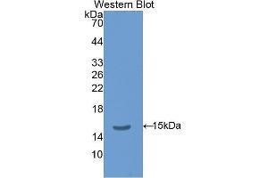Western Blotting (WB) image for anti-Thyroid Stimulating Hormone, beta (TSHB) (AA 21-138) antibody (ABIN1078577) (TSHB antibody  (AA 21-138))