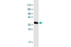 ZNF500 antibody  (AA 372-480)