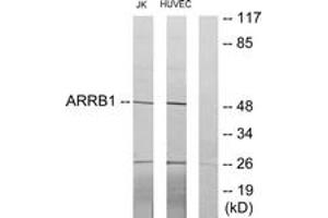 Western blot analysis of extracts from Jurkat/HuvEc cells, using ARRB1 Antibody. (beta Arrestin 1 antibody  (AA 369-418))