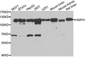 Western blot analysis of extracts of various cell lines, using HSPH1 antibody. (HSPH1 antibody)