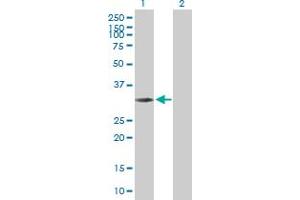 NMRAL1 antibody  (AA 1-299)