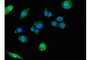 Immunofluorescent analysis of HepG2 cells using ABIN7169566 at dilution of 1:100 and Alexa Fluor 488-congugated AffiniPure Goat Anti-Rabbit IgG(H+L) (SIGLEC7 antibody  (AA 377-467))