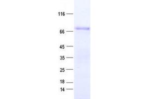 Validation with Western Blot (ZNF317 Protein (His tag))