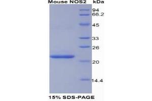 SDS-PAGE (SDS) image for Nitric Oxide Synthase 2, Inducible (NOS2) (AA 43-213) protein (His tag) (ABIN1080382)