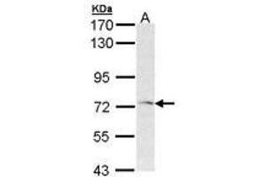 Image no. 1 for anti-Frizzled Family Receptor 1 (Fzd1) (AA 1-15) antibody (ABIN467506) (FZD1 antibody  (AA 1-15))
