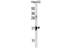 KRTAP1-3 Antibody (Center) western blot analysis in HepG2 cell line lysates (35µg/lane).
