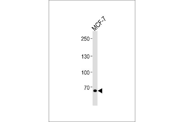 TSPY-Like 2 Antikörper  (AA 380-409)