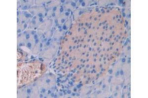 IHC-P analysis of pancreas tissue, with DAB staining. (PTPRN2 antibody  (AA 782-1001))