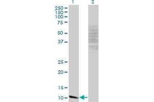 Western Blot analysis of MYCBP expression in transfected 293T cell line by MYCBP monoclonal antibody (M13), clone 1B12.