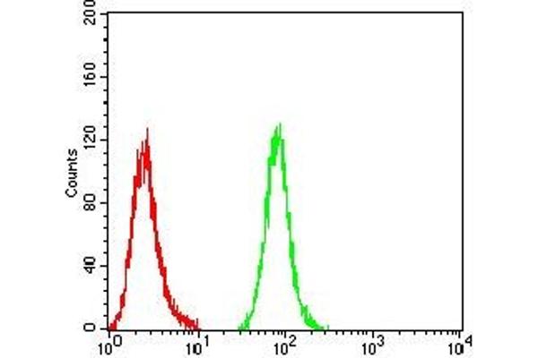 CCR6 antibody