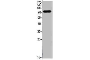 Western Blot analysis of HeLa cells using Acetyl-Ub (K48) Polyclonal Antibody (UBA52/RPS27A/UBB/UBC (acLys48) antibody)