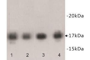 Western Blotting (WB) image for anti-Histone Cluster 1, H3f (HIST1H3F) (3meLys9) antibody (ABIN1854994) (HIST1H3F antibody  (3meLys9))