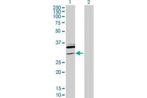Western Blot analysis of SAP30 expression in transfected 293T cell line by SAP30 MaxPab polyclonal antibody.