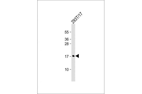 MCFD2 antibody