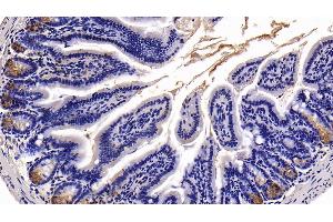 Detection of TFF2 in Mouse Colon Tissue using Polyclonal Antibody to Trefoil Factor 2 (TFF2) (Trefoil Factor 2 antibody  (AA 25-127))