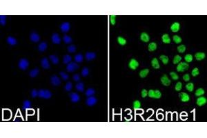 Immunofluorescence (IF) image for anti-Histone 3 (H3) (H3R26me) antibody (ABIN1873017) (Histone 3 antibody  (H3R26me))