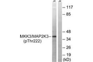 Western blot analysis of extracts from Jurkat cells treated with serum 20% 15', using MAP2K3 (Phospho-Thr222) Antibody.