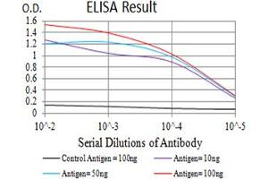 Black line: Control Antigen (100 ng),Purple line: Antigen (10 ng), Blue line: Antigen (50 ng), Red line:Antigen (100 ng) (Metabotropic Glutamate Receptor 1 antibody  (AA 387-486))