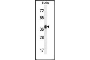 Western blot analysis of Folate receptor alpha Antibody (N-term) in Hela cell line lysates (35ug/lane). (FOLR1 antibody  (N-Term))