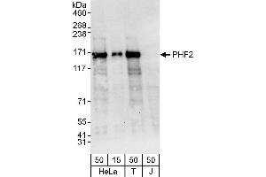 anti-PHD Finger Protein 2 (PHF2) (AA 650-700) antibody