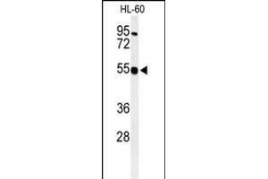 Western blot analysis of HS2ST1 Antibody (N-term) (ABIN391988 and ABIN2841776) in HL-60 cell line lysates (35 μg/lane). (HS2ST1 antibody  (N-Term))