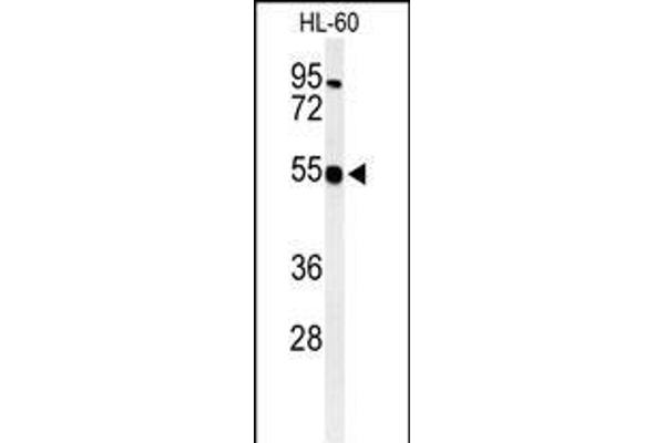 HS2ST1 antibody  (N-Term)