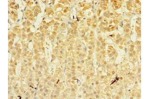 Immunohistochemistry of paraffin-embedded human adrenal gland tissue using ABIN7142443 at dilution of 1:100 (MRPL53 antibody  (AA 8-113))