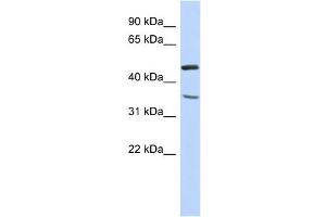 WB Suggested Anti-FAM81B Antibody Titration: 0. (FAM81B antibody  (N-Term))