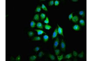 Immunofluorescence staining of Hela cells with ABIN7149388 at 1:33, counter-stained with DAPI. (NUBP2 antibody  (AA 54-170))