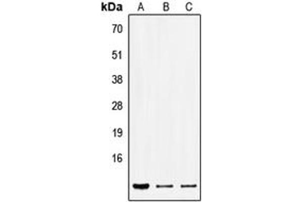 SEC61B antibody  (Center)