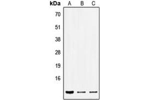 Western blot analysis of SEC61B expression in HEK293T (A), Raw264. (SEC61B antibody  (Center))