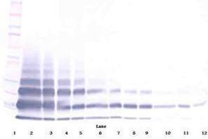 Image no. 4 for anti-Resistin Like beta (RETNLB) antibody (ABIN465495) (RETNLB antibody)