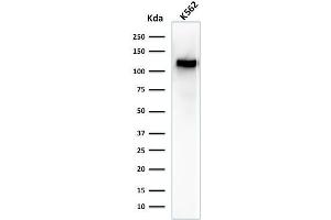 Western Blot Analysis of K562 cell lysate using CD43 Mouse Monoclonal Antibody (SPN/1094). (CD43 antibody)