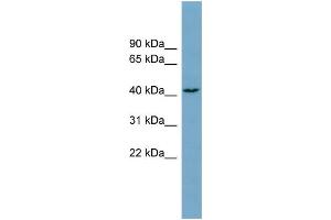 WB Suggested Anti-DNAJC25 Antibody Titration:  0. (DNAJC25 antibody  (Middle Region))
