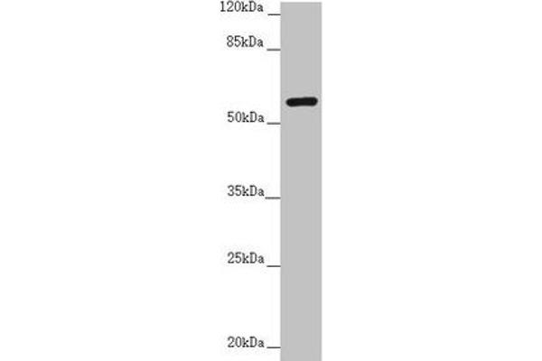 CEP57 antibody  (AA 1-240)