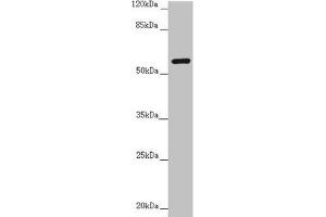 Western blot All lanes: CEP57 antibody at 3. (CEP57 antibody  (AA 1-240))