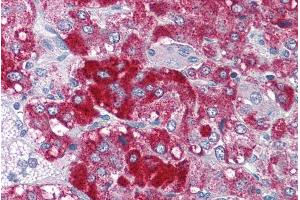 ABIN570757 (3. (MYST3 antibody  (Internal Region))