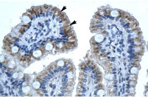 Human Intestine (GJB1 antibody  (C-Term))