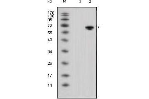 Western blot analysis using WNT5A mouse mAb against HEK293 (1) and WNT5A-hIgGFc transfected HEK293 cell lysate (2). (WNT5A antibody)