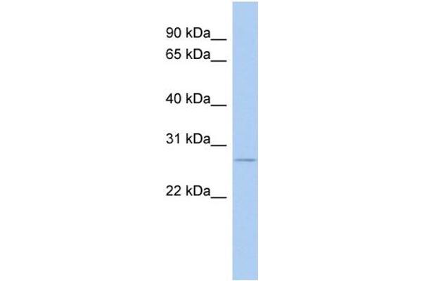 Nurim antibody  (N-Term)