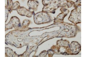 Immunoperoxidase of monoclonal antibody to SLK on formalin-fixed paraffin-embedded human placenta. (SLK antibody  (AA 1126-1235))