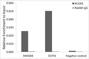 Chromatin immunoprecipitation analysis of extracts of HepG2 cells, using CoREST/RCOR1 antibody (ABIN6128626, ABIN6146830, ABIN6146831 and ABIN6216621) and rabbit IgG. (CoREST antibody  (AA 256-485))