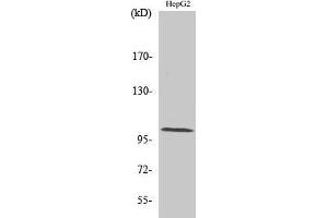 Western Blotting (WB) image for anti-Actinin, alpha 2/3 (ACTN2/3) (N-Term) antibody (ABIN3173667) (ACTN2/3 antibody  (N-Term))