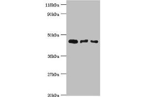 Calreticulin 3 antibody  (AA 135-384)